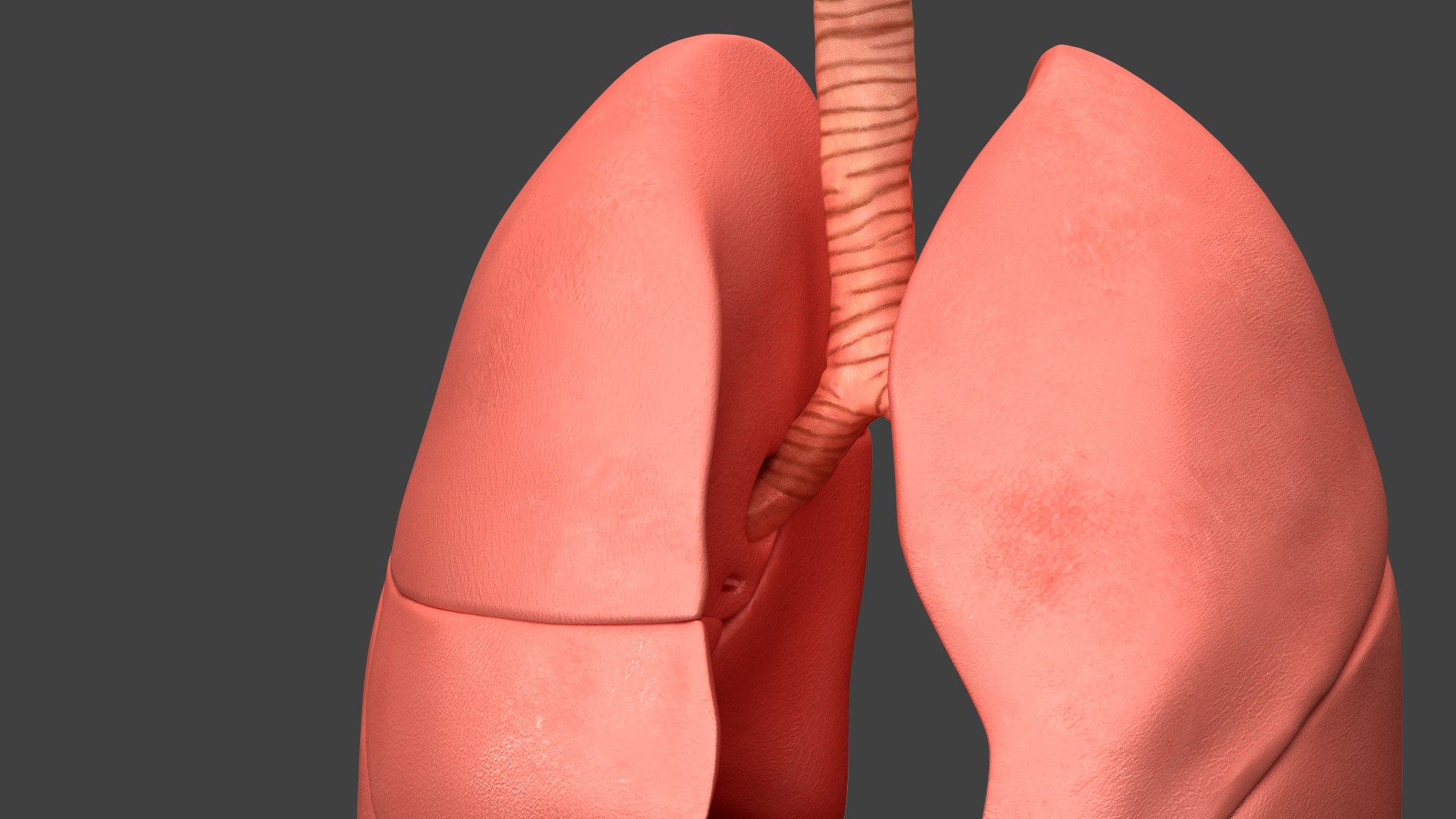 Respiratory System Rigged and Animated 3D model https://p.turbosquid.com/ts-thumb/lB/Mgoirq/5L/07_41/jpg/1753113200/1920x1080/fit_q87/544bcf79fe79ec6448574084fc7d86850d1999b2/07_41.jpg