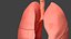 Respiratory System Rigged and Animated