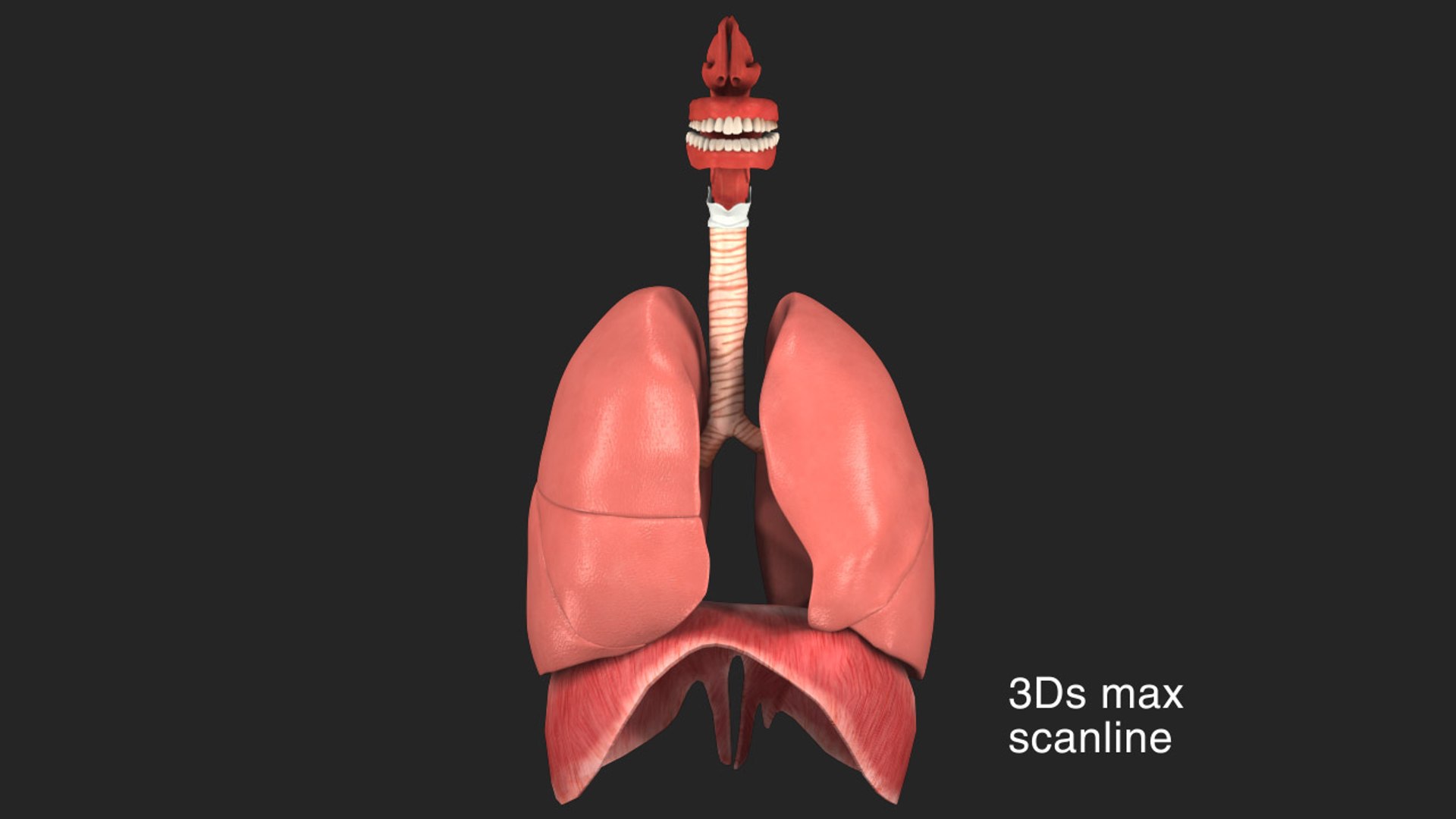 Respiratory System Rigged and Animated 3D model https://p.turbosquid.com/ts-thumb/lB/Mgoirq/6l/01scanline_00/jpg/1753202343/1920x1080/fit_q87/289fe4896922516ffd9839216598b9d2d237c130/01scanline_00.jpg