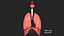 Respiratory System Rigged and Animated