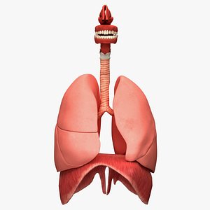 Respiratory System Rigged and Animated