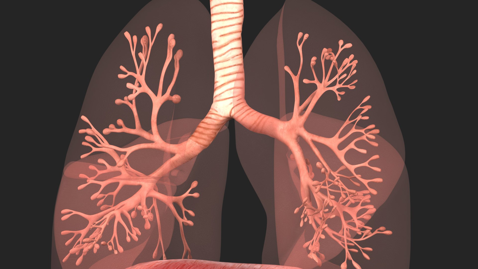Respiratory System Rigged and Animated 3D model https://p.turbosquid.com/ts-thumb/lB/Mgoirq/IX/02scanline01_00/jpg/1753202345/1920x1080/fit_q87/a120dd7100b2a521e0d3da5e2178b0431e0c490f/02scanline01_00.jpg