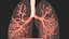 Respiratory System Rigged and Animated