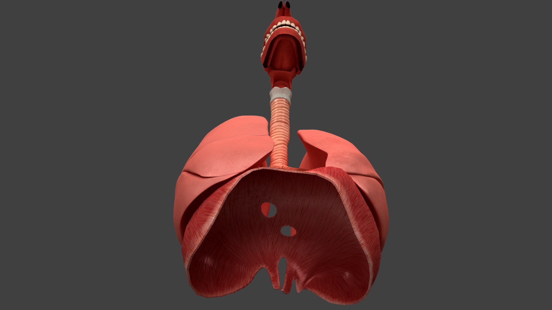 Respiratory System Rigged and Animated 3D model https://p.turbosquid.com/ts-thumb/lB/Mgoirq/Id/04_37/jpg/1753113368/1920x1080/fit_q87/9a699f9365e4c7d086dfc87dfe749d8140dd3e57/04_37.jpg