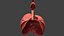 Respiratory System Rigged and Animated