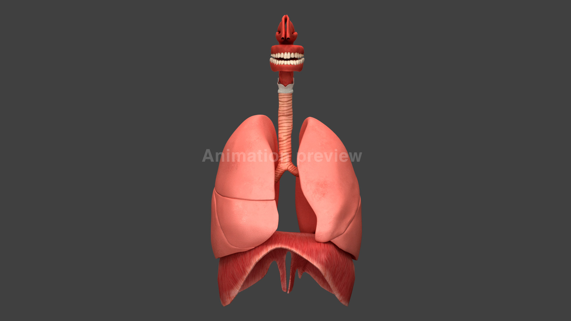 Respiratory System Rigged and Animated 3D model https://p.turbosquid.com/ts-thumb/lB/Mgoirq/LB/anim/jpg/1753113313/1920x1080/turn_fit_q99/2a982e5d38154e13ee961083e4d140956366d0f7/anim-1.jpg