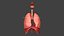Respiratory System Rigged and Animated 3D model