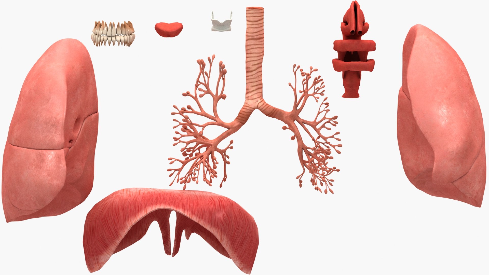 Respiratory System Rigged and Animated 3D model https://p.turbosquid.com/ts-thumb/lB/Mgoirq/R9/05/jpg/1753113369/1920x1080/fit_q87/4e5f899ff9aec844213e7f209b01995810d0f20e/05.jpg