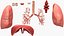 Respiratory System Rigged and Animated