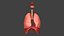 Respiratory System Rigged and Animated
