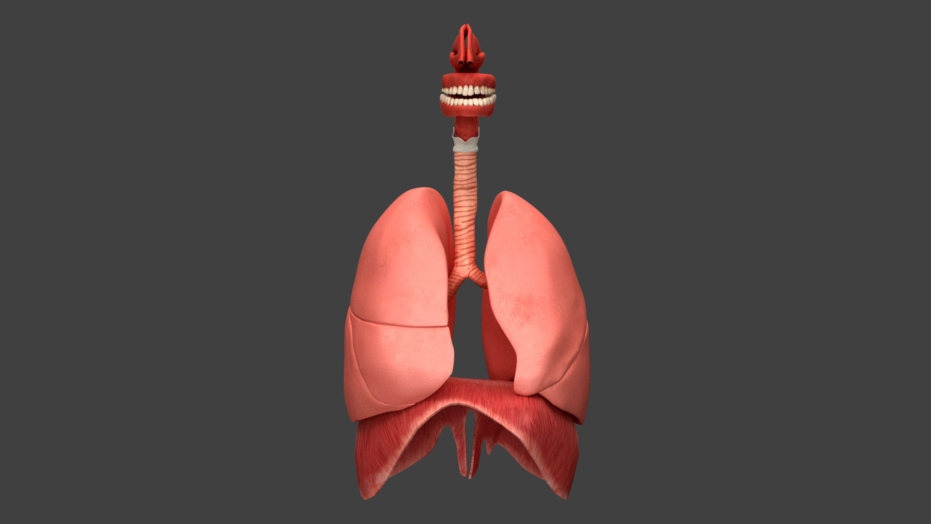 Respiratory System Rigged and Animated 3D model https://p.turbosquid.com/ts-thumb/lB/Mgoirq/Xi/rturn/jpg/1753113540/1920x1080/turn_fit_q99/173ea51478a35ad780ef74014d791cd317aedfc9/rturn-1.jpg
