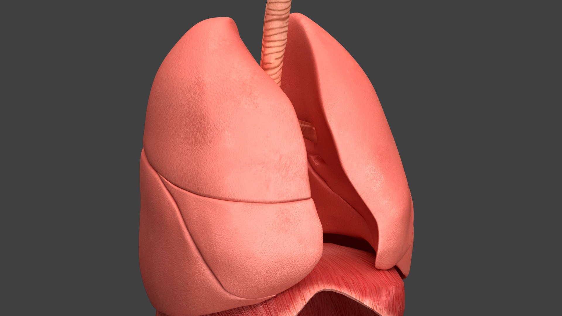 Respiratory System Rigged and Animated 3D model https://p.turbosquid.com/ts-thumb/lB/Mgoirq/Z9/03_36/jpg/1753113368/1920x1080/fit_q87/368cec803cbe0a7ecf03d14046002cc9b3dd426d/03_36.jpg