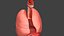 Respiratory System Rigged and Animated