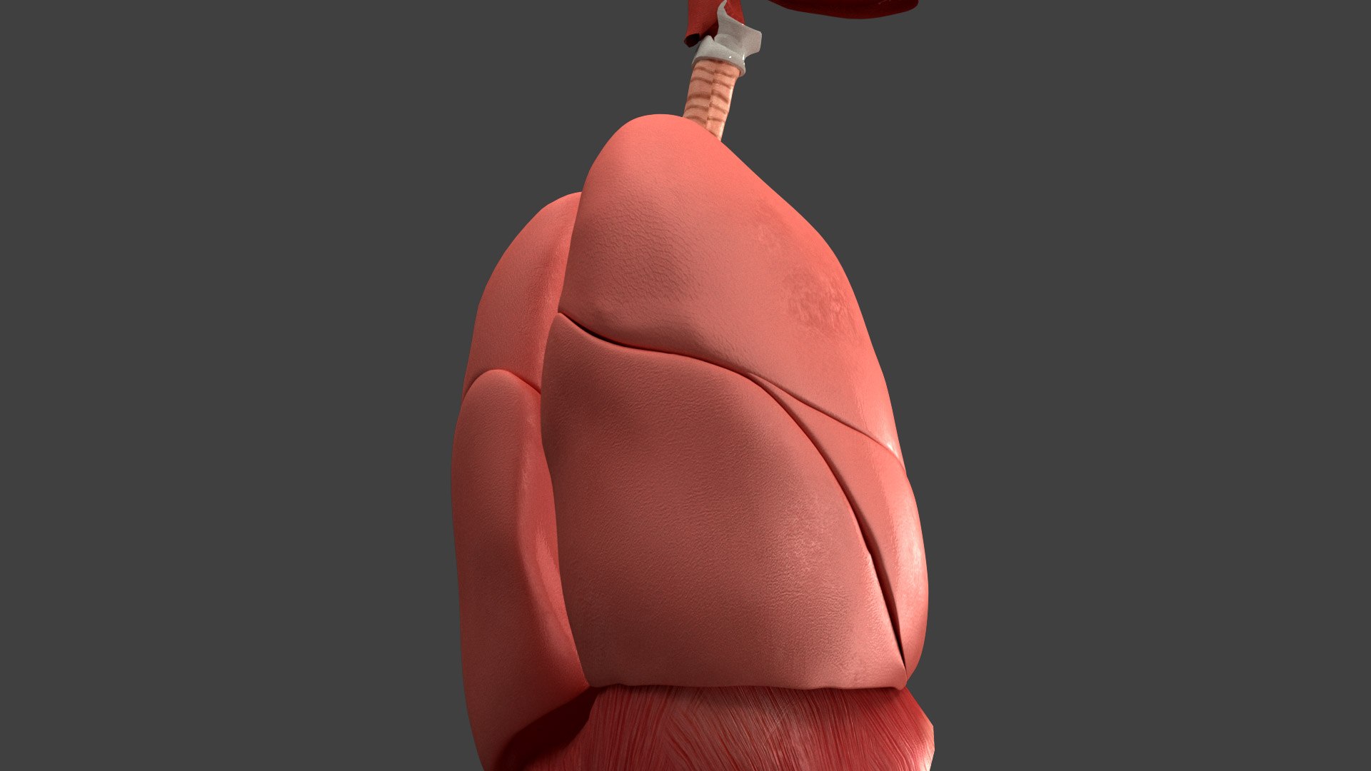 Respiratory System Rigged and Animated 3D model https://p.turbosquid.com/ts-thumb/lB/Mgoirq/cP/06_40/jpg/1753113369/1920x1080/fit_q87/e70c8be0e93b6ee4fb033443e40a76903fbcfb1f/06_40.jpg