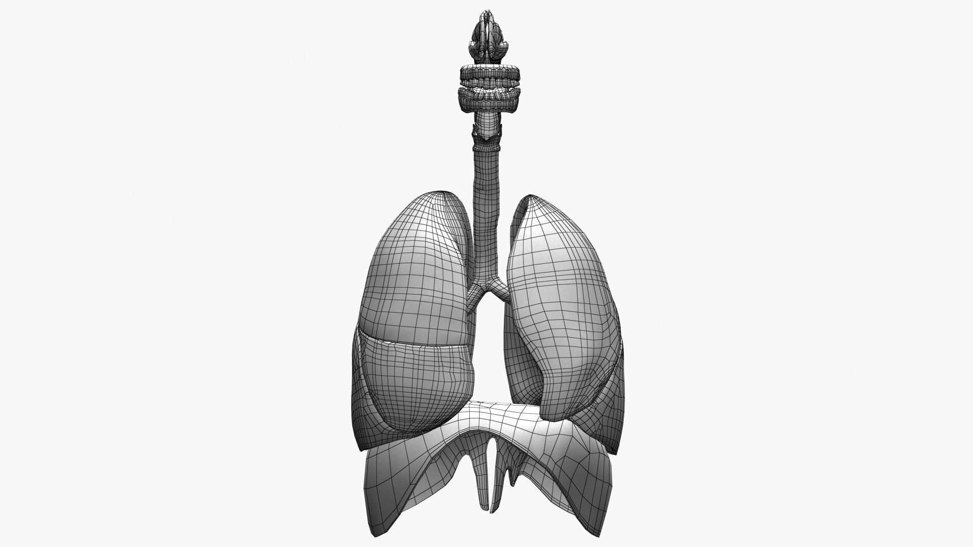 Respiratory System Rigged and Animated 3D model https://p.turbosquid.com/ts-thumb/lB/Mgoirq/g3/ed01/jpg/1753113370/1920x1080/fit_q87/32fbcfc1671bd15a19328df40009da2674159ddc/ed01.jpg