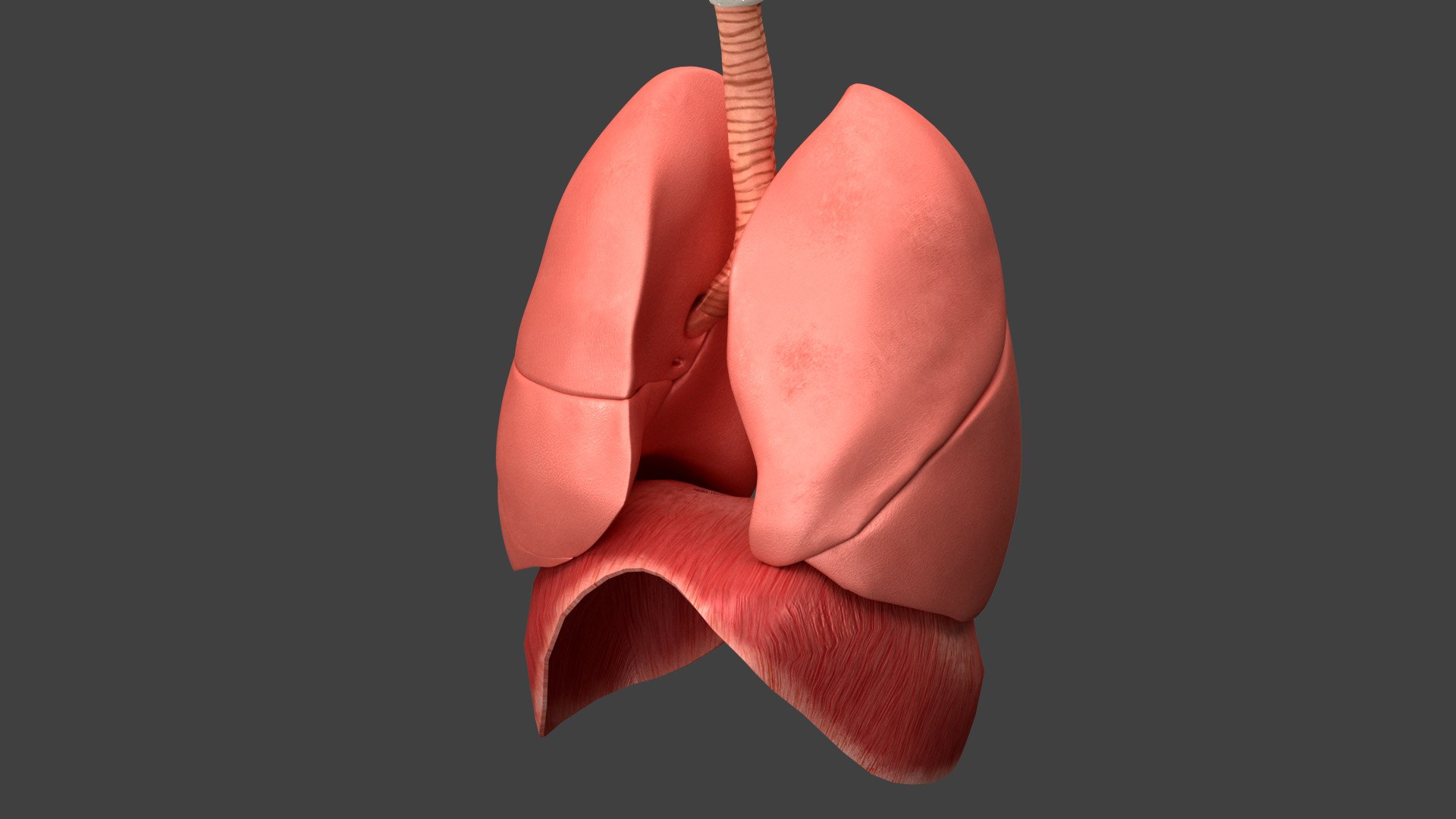 Respiratory System Rigged and Animated 3D model https://p.turbosquid.com/ts-thumb/lB/Mgoirq/hQ/02_38/jpg/1753113368/1920x1080/fit_q87/3b2c8eb26fd56ac15240aaa33fb83b332173886e/02_38.jpg