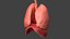 Respiratory System Rigged and Animated