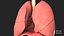 Respiratory System Rigged and Animated