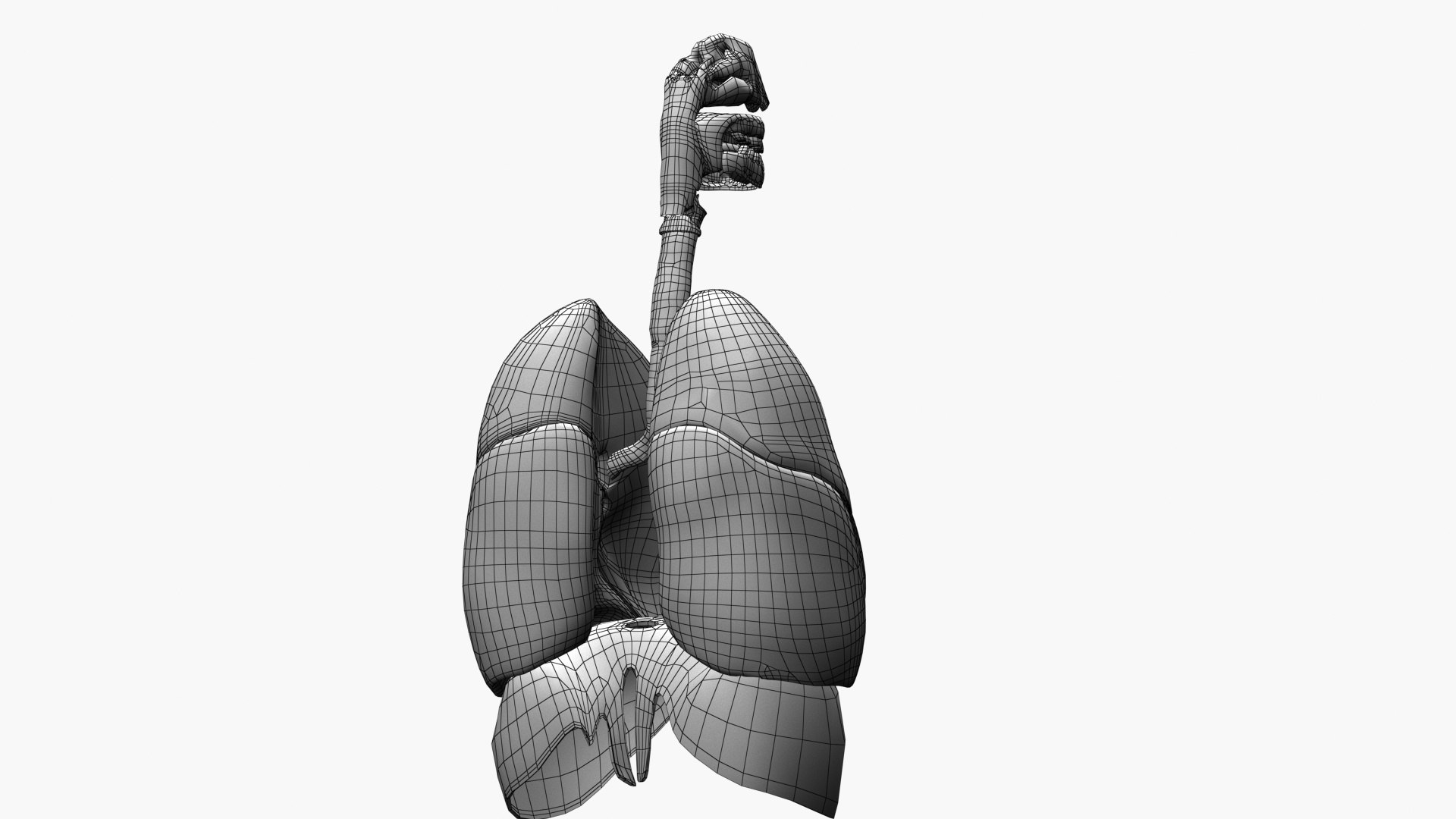Respiratory System Rigged and Animated 3D model https://p.turbosquid.com/ts-thumb/lB/Mgoirq/ja/ed04/jpg/1753113372/1920x1080/fit_q87/b0b39ebb4b50986c52a67deccf1f1ade90226685/ed04.jpg
