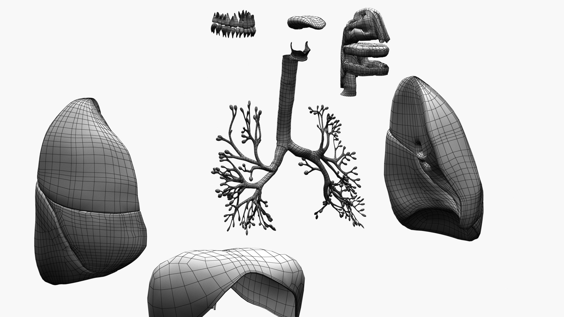 Respiratory System Rigged and Animated 3D model https://p.turbosquid.com/ts-thumb/lB/Mgoirq/vq/ed05/jpg/1753113372/1920x1080/fit_q87/efb7258a7dfed6eddf4ed694078a9a2f2caa09fe/ed05.jpg