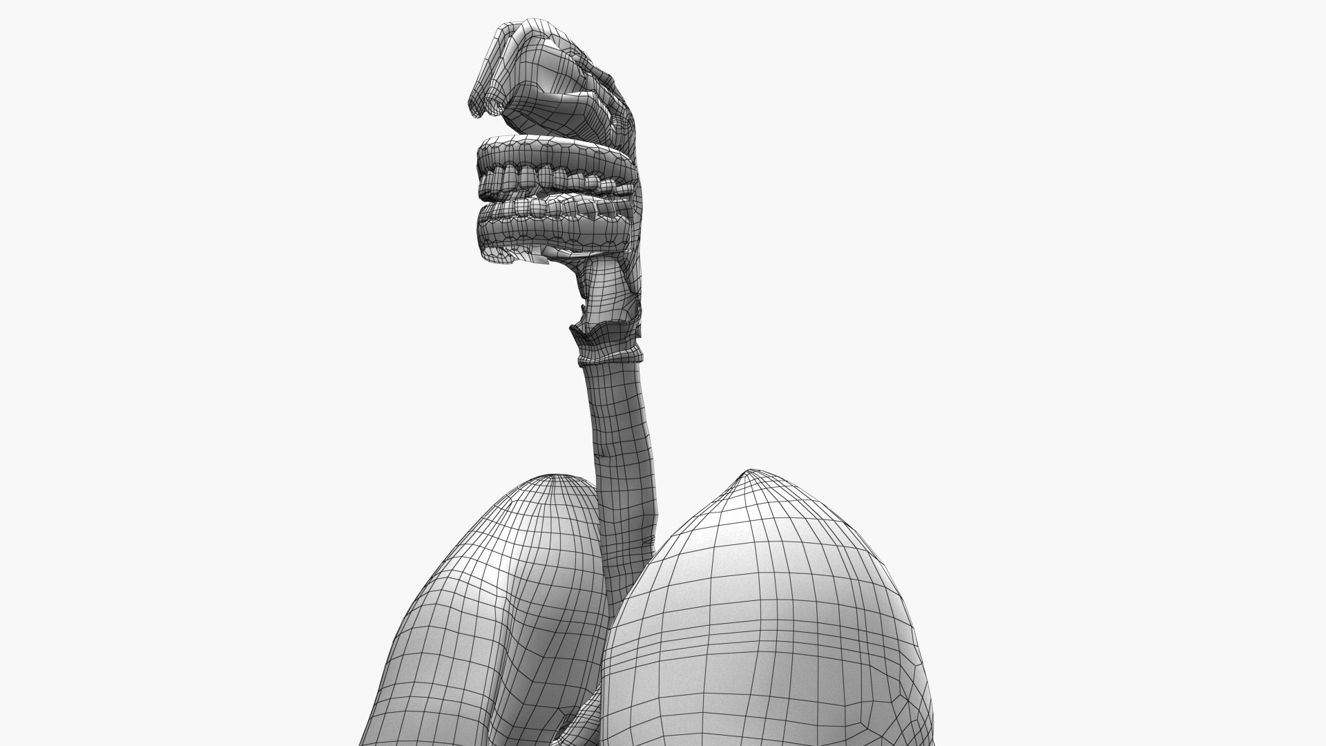Respiratory System Rigged and Animated 3D model https://p.turbosquid.com/ts-thumb/lB/Mgoirq/wf/ed03/jpg/1753113371/1920x1080/fit_q87/b11968bad8913b5f82fad9a2fe9eb44e66bd9632/ed03.jpg