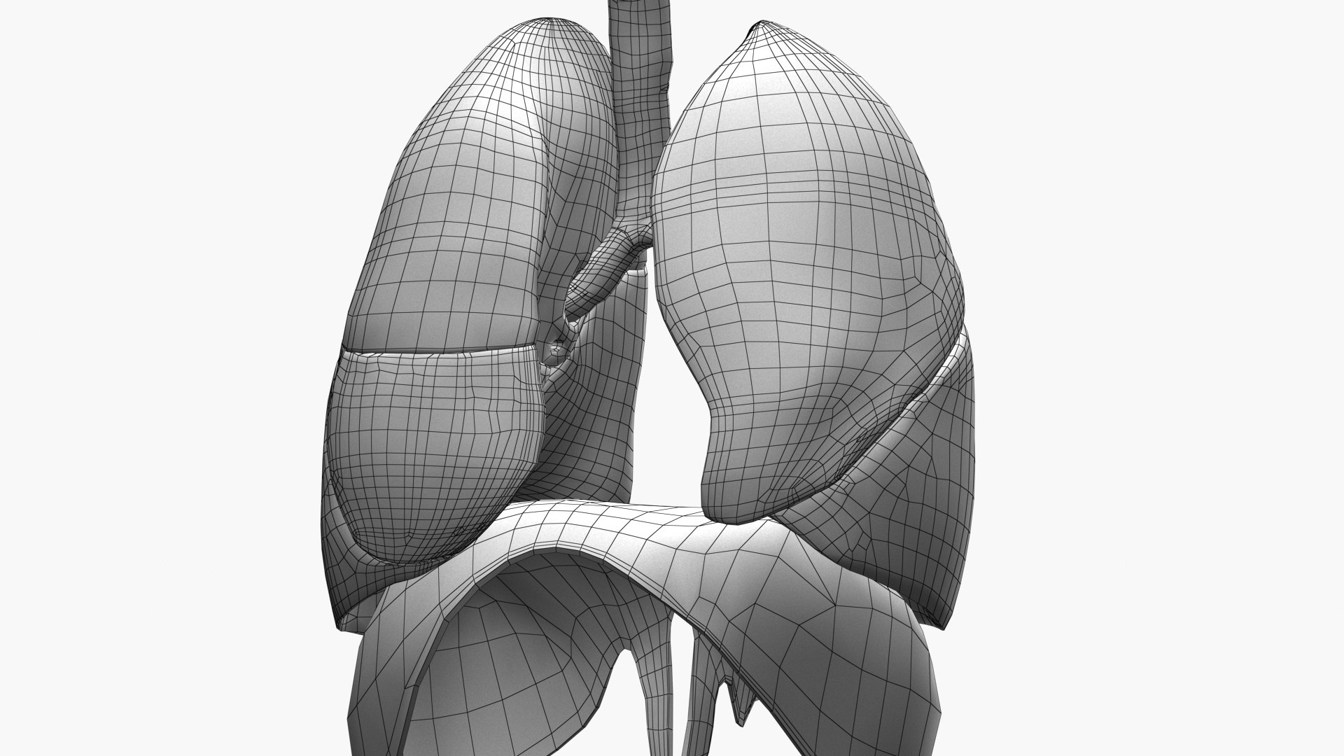 Respiratory System Rigged and Animated 3D model https://p.turbosquid.com/ts-thumb/lB/Mgoirq/zr/ed02/jpg/1753113371/1920x1080/fit_q87/cfffa6afbcc930b9453b2cc42054df30b3855acc/ed02.jpg