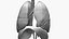 Respiratory System Rigged and Animated