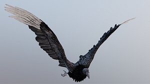 Black vulture model