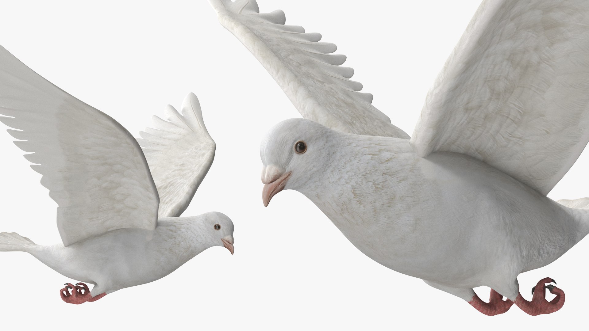 Lowpoly White Dove In Flight 3D Model - TurboSquid 2461703