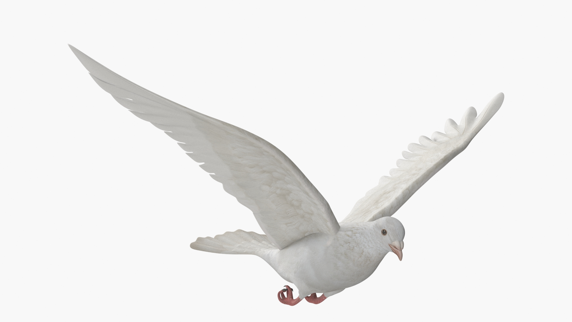 Lowpoly White Dove In Flight 3D Model - TurboSquid 2461703