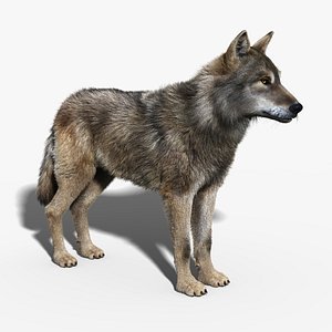 Gray Wolf(FUR)