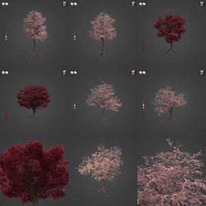 2021 PBR Pissardi Cherry Plum Collection - Prunus Cerasifera model