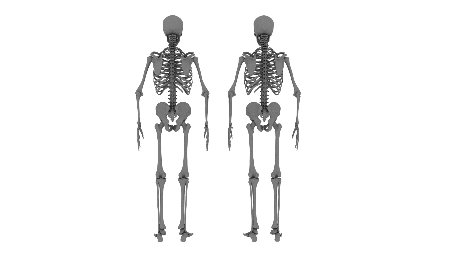 3D Human Skeleton - TurboSquid 1325937