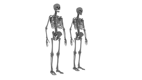 人体骨骼3D模型 - TurboSquid 1325937