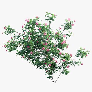 Rose plant set 57 3D