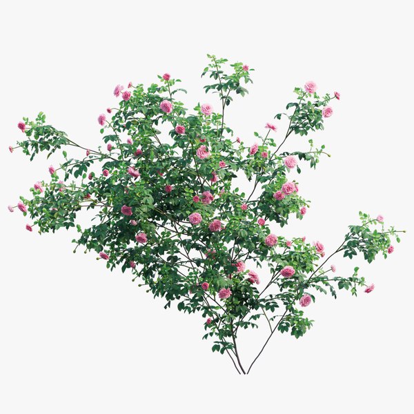 modelo 3d Conjunto de plantas de rosas 57 - TurboSquid 1728367
