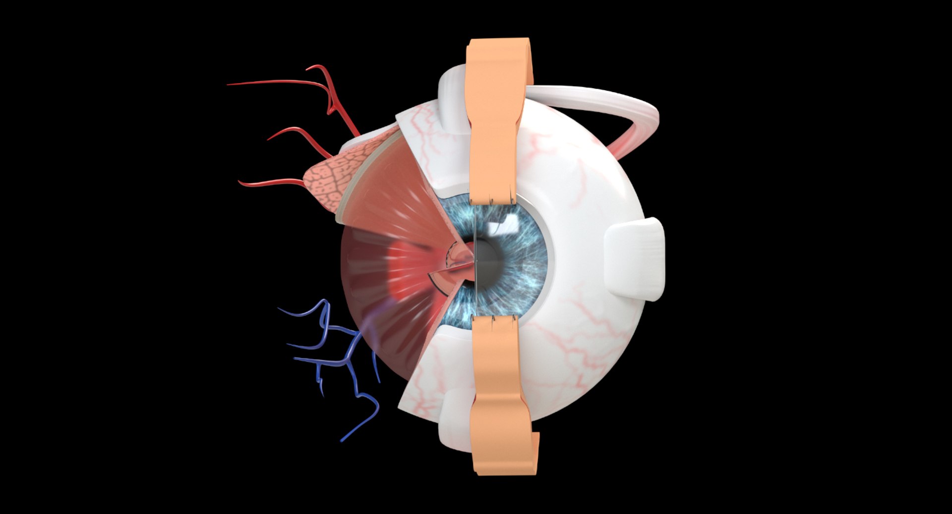 Eye Section Model - TurboSquid 1347000