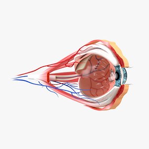 eye section model