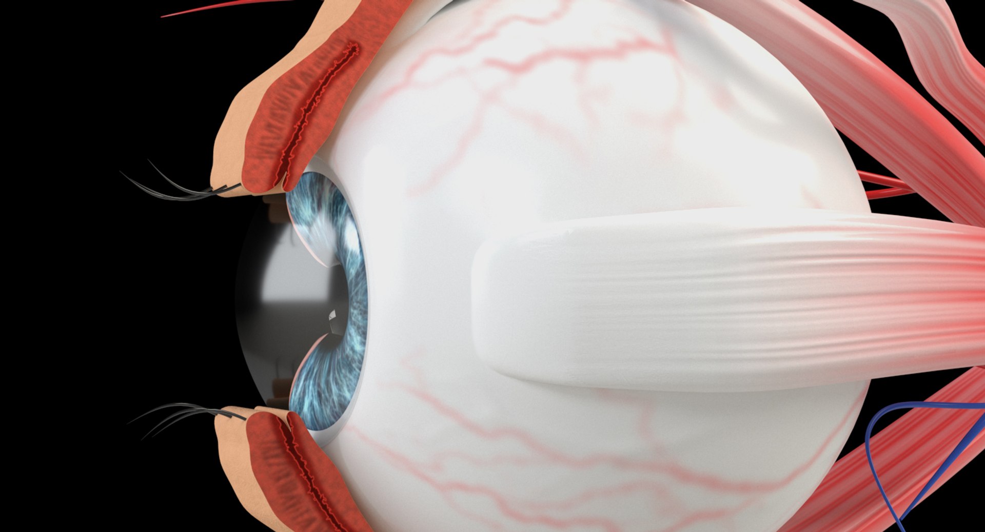 Eye Section Model - TurboSquid 1347000