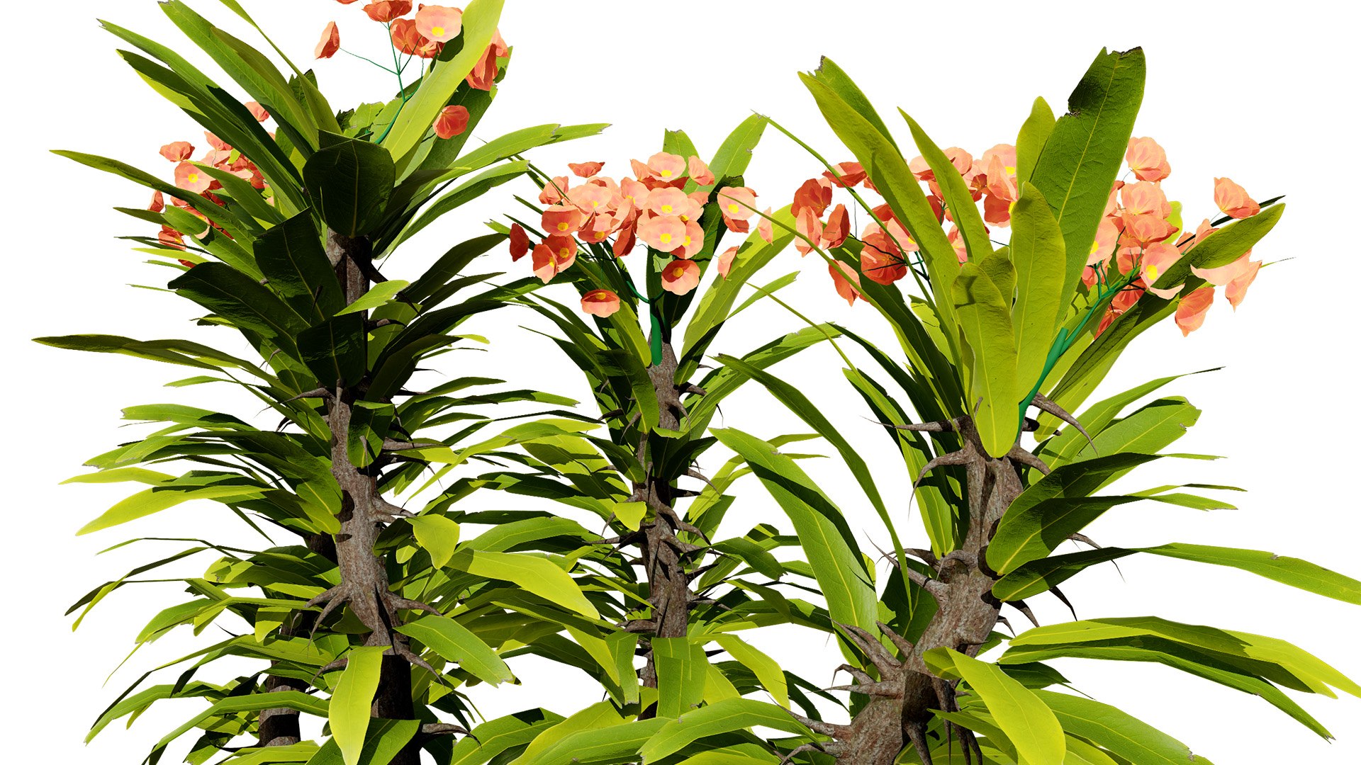Blooming Euphorbia 3D Model 3D model https://p.turbosquid.com/ts-thumb/lC/6TNoQd/0y/32lanscape/jpg/1730322219/1920x1080/fit_q87/250251dcb14e560d7298ebbb8872882d75383782/32lanscape.jpg