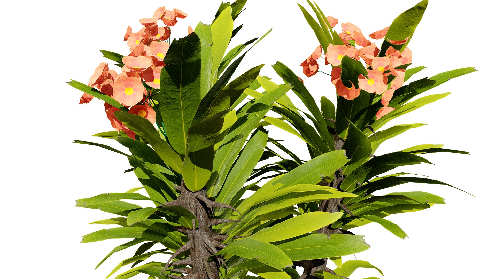 Blooming Euphorbia 3D Model 3D model https://p.turbosquid.com/ts-thumb/lC/6TNoQd/Df/22landscape/jpg/1730322219/1920x1080/fit_q87/2339f3b155e7ba304be9388639bfa63e25e8a1e0/22landscape.jpg