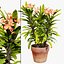 Kwitnąca Euphorbia Model 3D