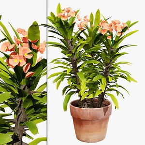 Blooming Euphorbia 3D Model