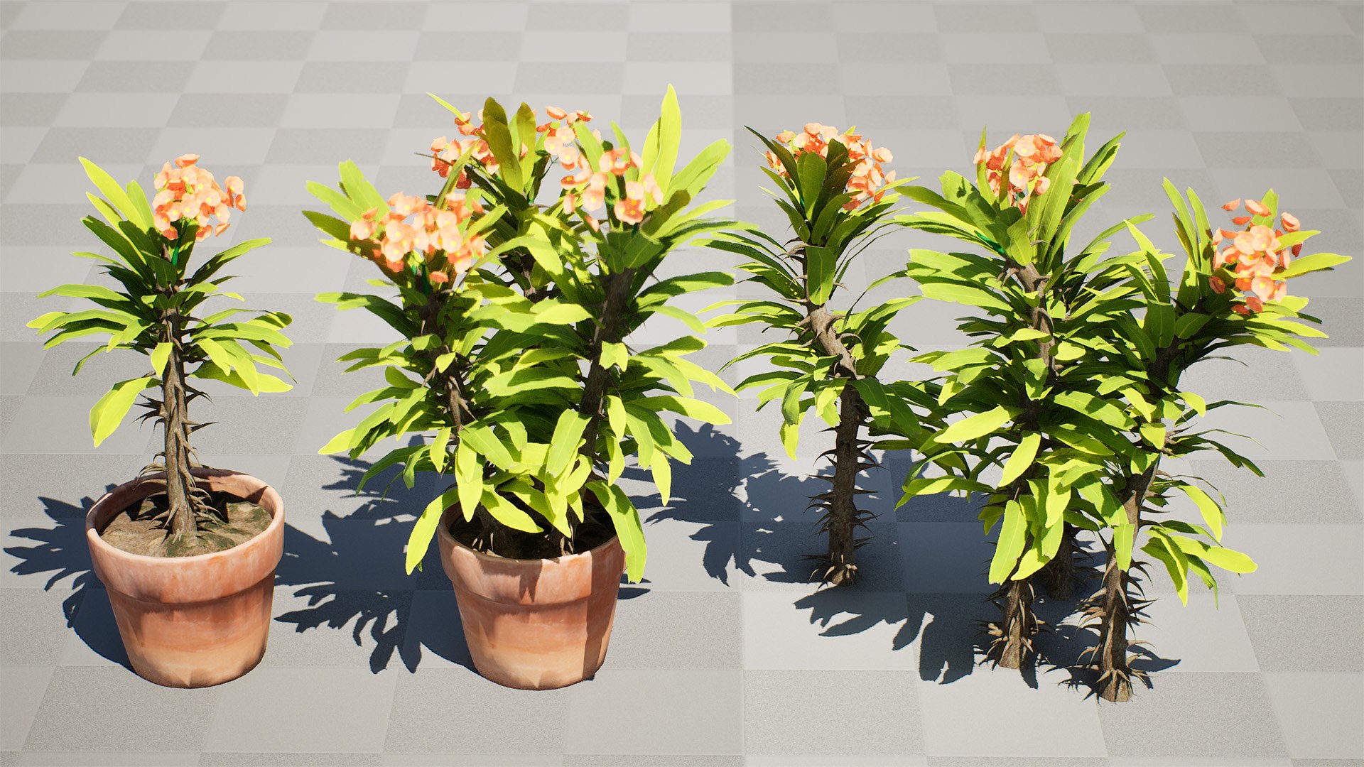 Blooming Euphorbia 3D Model 3D model https://p.turbosquid.com/ts-thumb/lC/6TNoQd/N2/000highresscreenshot00000/jpg/1730322215/1920x1080/fit_q87/ec76a768b714ac32d4b27222db3150309c56fb98/000highresscreenshot00000.jpg
