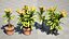 Kwitnąca Euphorbia Model 3D