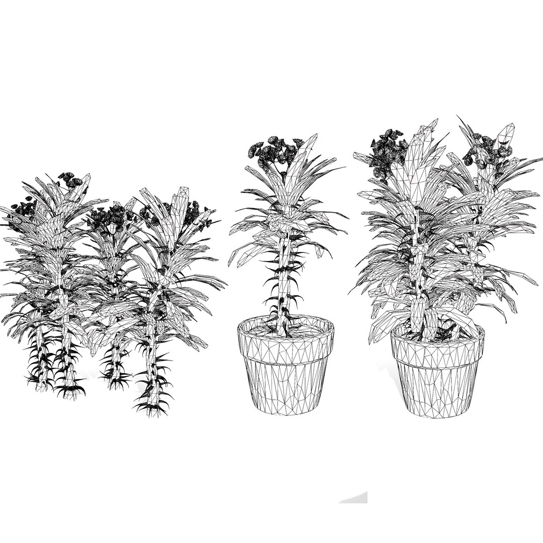 Blooming Euphorbia 3D Model 3D model https://p.turbosquid.com/ts-thumb/lC/6TNoQd/pe/wire/jpg/1730322224/1920x1080/fit_q87/a08e9fe18ecd0f6d7345b0db776510eea3925a62/wire.jpg