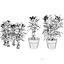 Kwitnąca Euphorbia Model 3D
