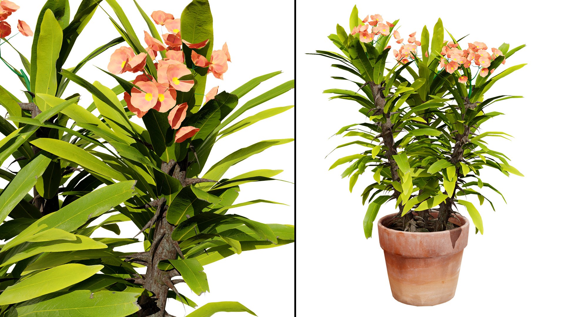 Blooming Euphorbia 3D Model 3D model https://p.turbosquid.com/ts-thumb/lC/6TNoQd/sT/00artcocer023/jpg/1730322215/1920x1080/fit_q87/0b10a498a08509bb7d5135dbe1550b41e600e48b/00artcocer023.jpg