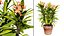 Kwitnąca Euphorbia Model 3D