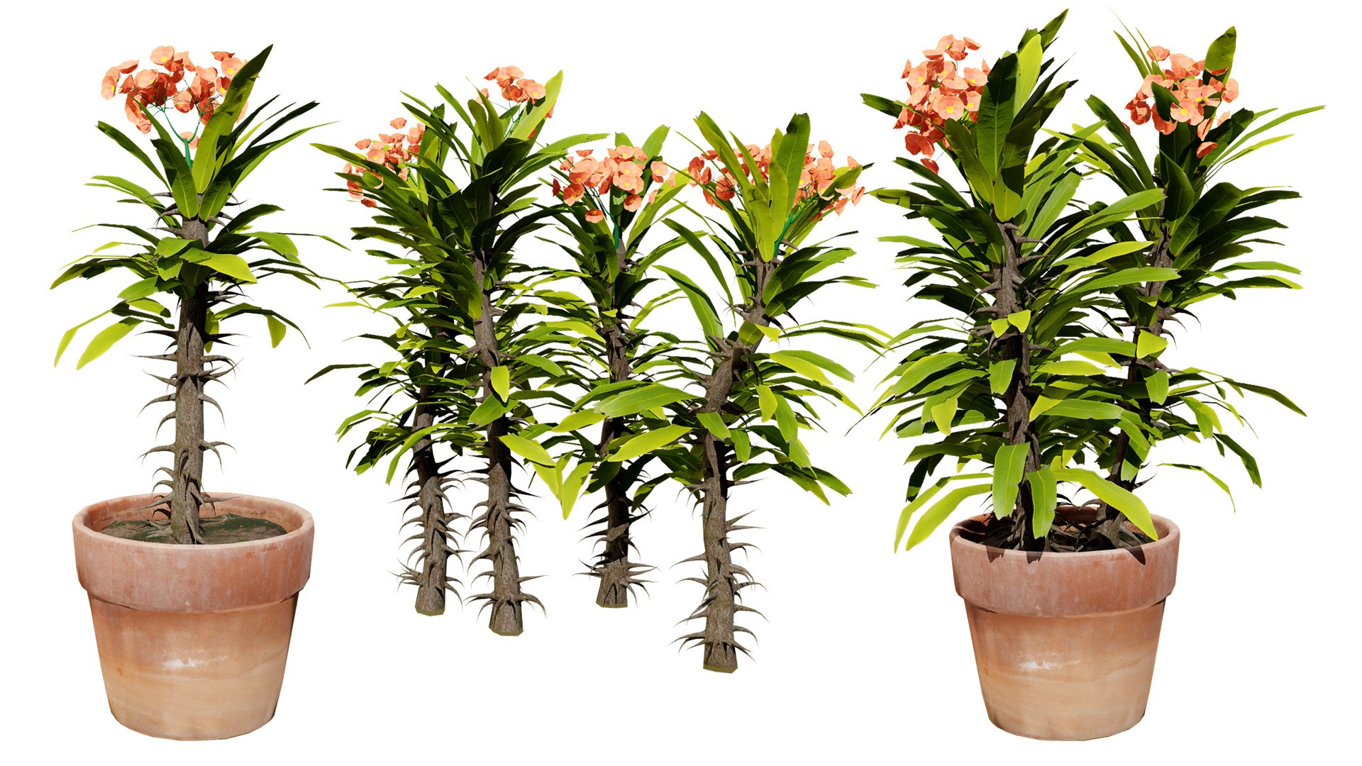 Blooming Euphorbia 3D Model 3D model https://p.turbosquid.com/ts-thumb/lC/6TNoQd/tM/00artcover01/jpg/1730322218/1920x1080/fit_q87/0208397f8cfe51609532d710a77c8e8ea8dca3e1/00artcover01.jpg